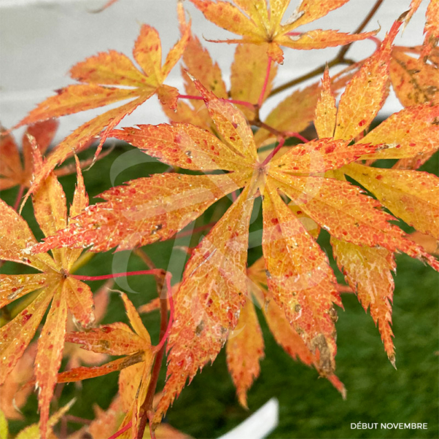 Acer palmatum 'Nyaku oji'