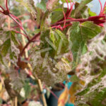 Acer Conspictum Red Flamingo Palmatia Plantes