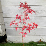 Acer palmatum 'Russel Grace'
