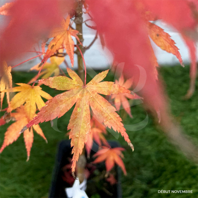 Acer palmatum 'Susan'