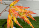 Acer palmatum 'V Corbin' érable rare disponible en notre magasin d'érables du japon