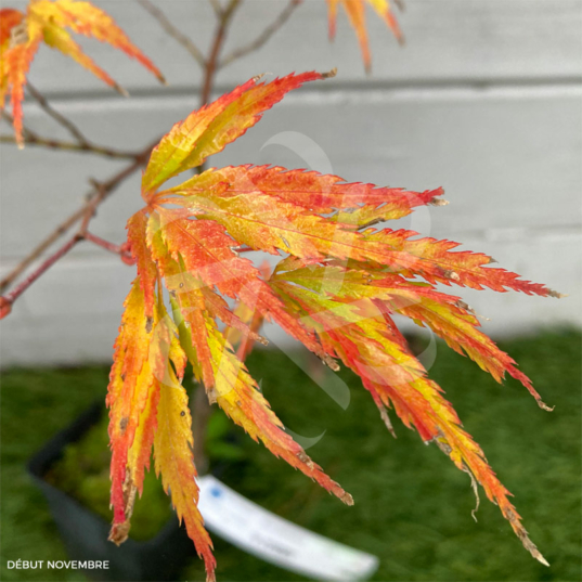 Acer palmatum 'V Corbin' érable rare disponible en notre magasin d'érables du japon