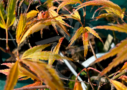 Acer palmatum 'V Corbin' érable rare disponible en notre magasin d'érables du japon