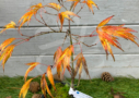 Acer palmatum 'V Corbin' érable rare disponible en notre magasin d'érables du japon