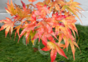 Acer palmatum 'Zoë' - Érable du Japon