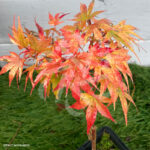 Acer palmatum 'Zoë' - Érable du Japon