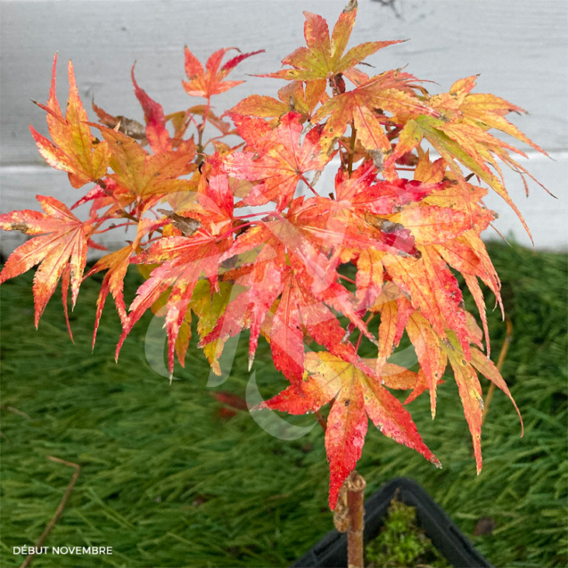 Acer palmatum 'Zoë' - Érable du Japon