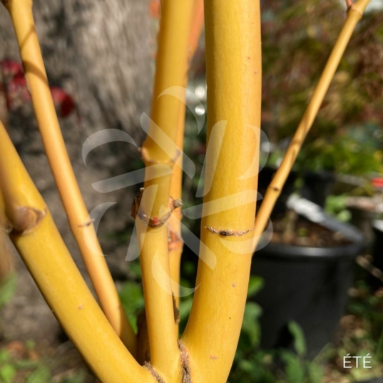 Acer Palmatum 'Bi-hoo' - Érable du Japon