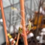 Acer Palmatum 'Bi-hoo' - Érable du Japon