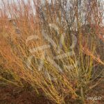 Acer Palmatum 'Bi-hoo' - Érable du Japon