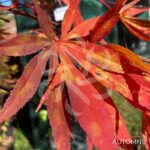Acer palmatum 'Sumi-nagashi' – Érable du Japon