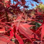 Acer palmatum 'Sumi-nagashi' – Érable du Japon