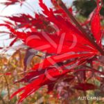 Acer palmatum 'Sumi-nagashi' – Érable du Japon