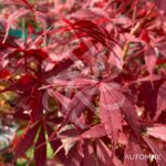 Acer palmatum 'Sumi-nagashi' – Érable du Japon