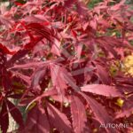 Acer palmatum 'Sumi-nagashi' – Érable du Japon