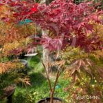Acer palmatum 'Sumi-nagashi' – Érable du Japon