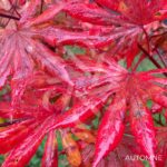 Acer palmatum 'Trompenburg' – Érable du Japon