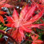 Acer palmatum 'Trompenburg' – Érable du Japon