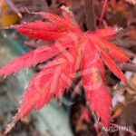 Acer palmatum 'Trompenburg' – Érable du Japon