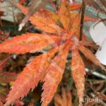 Acer palmatum 'Trompenburg' – Érable du Japon