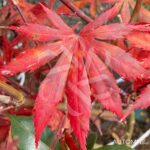 Acer palmatum 'Trompenburg' – Érable du Japon