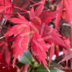 Acer palmatum 'Trompenburg' – Érable du Japon