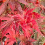 Acer palmatum 'Trompenburg' – Érable du Japon