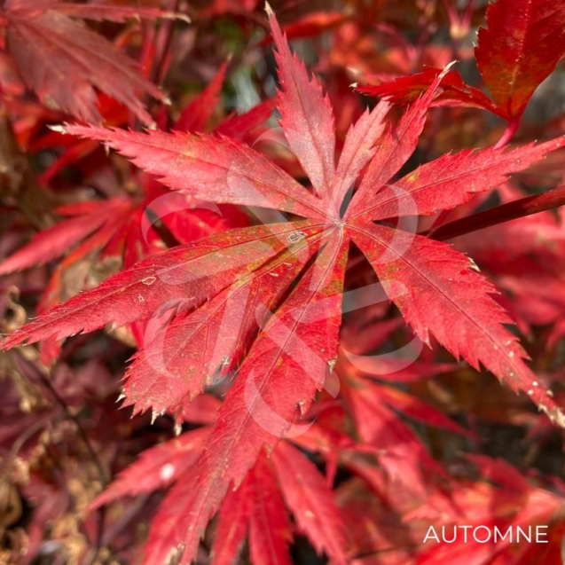 Acer palmatum 'Trompenburg' – Érable du Japon