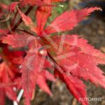 Acer palmatum 'Trompenburg' – Érable du Japon
