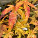 Acer palmatum 'Wilson's Pink Dwarf' - Érable du Japon