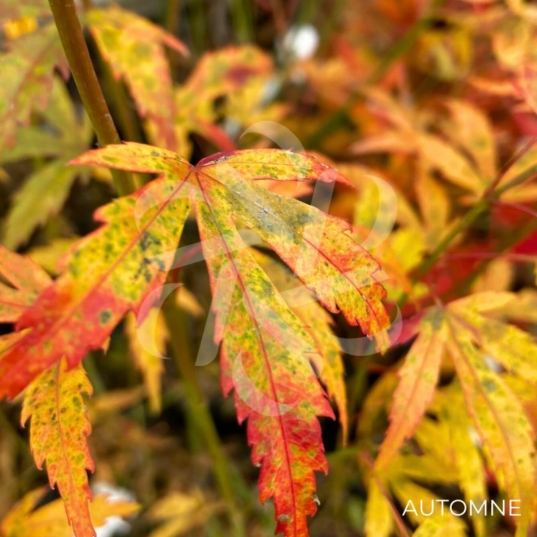 Acer palmatum 'Wilson's Pink Dwarf' - Érable du Japon