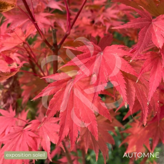 Acer shirasawanum 'Jordan' - Érable du Japon