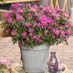 Rhododendron - Azalea StarStyle Lila et White