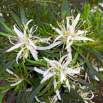Rhododendron - Azalea StarStyle Lila et White