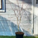 Acer palmatum 'Anne Irene' - Érable du Japon