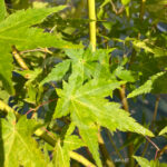 Acer Palmatum 'Bi-hoo' - Érable du Japon