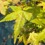 Acer Palmatum 'Bi-hoo' - Érable du Japon