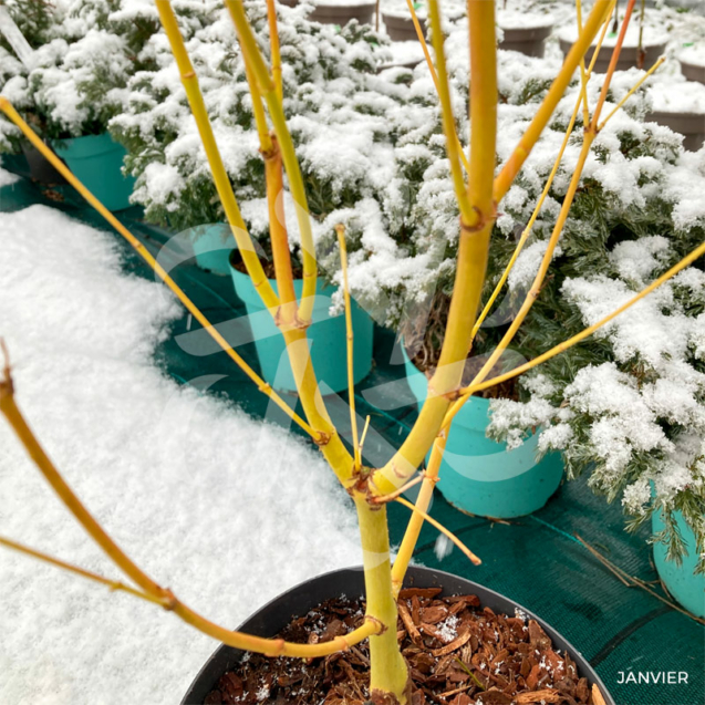 Acer Palmatum 'Bi-hoo'