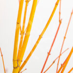 Acer Palmatum 'Bi-hoo' - Érable du Japon