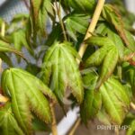 Acer Palmatum 'Bi-hoo' - Érable du Japon