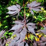 Acer palmatum 'Black Lace' - Érable du Japon