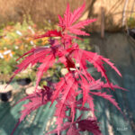 Acer palmatum 'Black Lace' - Érable du Japon