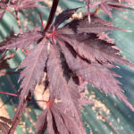 Acer palmatum 'Black Lace' - Érable du Japon