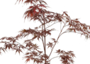Acer palmatum 'Black Lace' - Érable du Japon