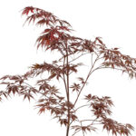 Acer palmatum 'Black Lace' - Érable du Japon