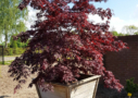 Acer palmatum 'Black Lace' - Érable du Japon