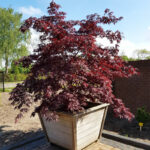 Acer palmatum 'Black Lace' - Érable du Japon