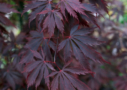 Acer palmatum 'Black Lace' - Érable du Japon