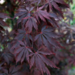 Acer palmatum 'Black Lace' - Érable du Japon