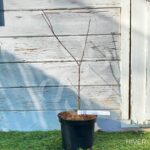 Acer palmatum 'Black Lace' - Érable du Japon